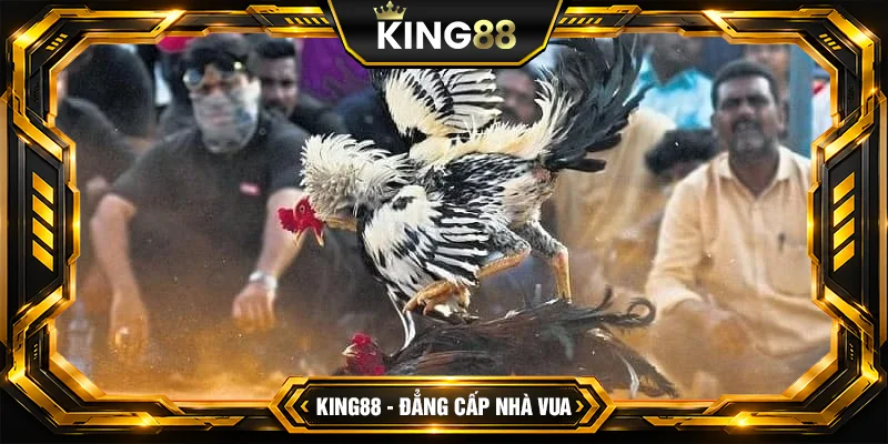 Đá Gà Thomo Là Gì Luật Chơi Đá Gà Chuẩn Tại KING88 - Sao chép Đá Gà Thomo Là Gì Luật Chơi Đá Gà Chuẩn Tại KING88 - Sao chép