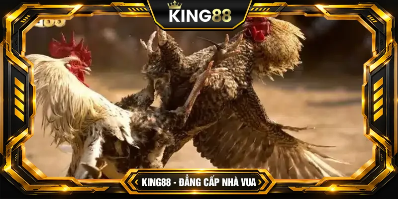 Ưu đãi đặc biệt dành cho người chơi đá gà King88 Ưu đãi đặc biệt dành cho người chơi đá gà King88